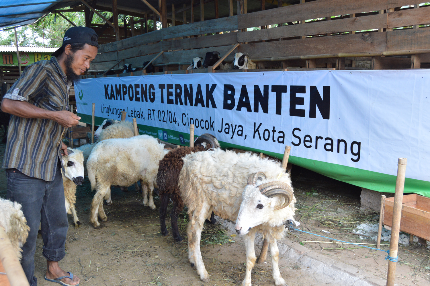Kampoeng Ternak Banten Dompet Dhuafa
