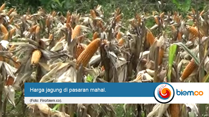 Kementan: Produksi Jagung Tahun Ini Surplus | Biem.co